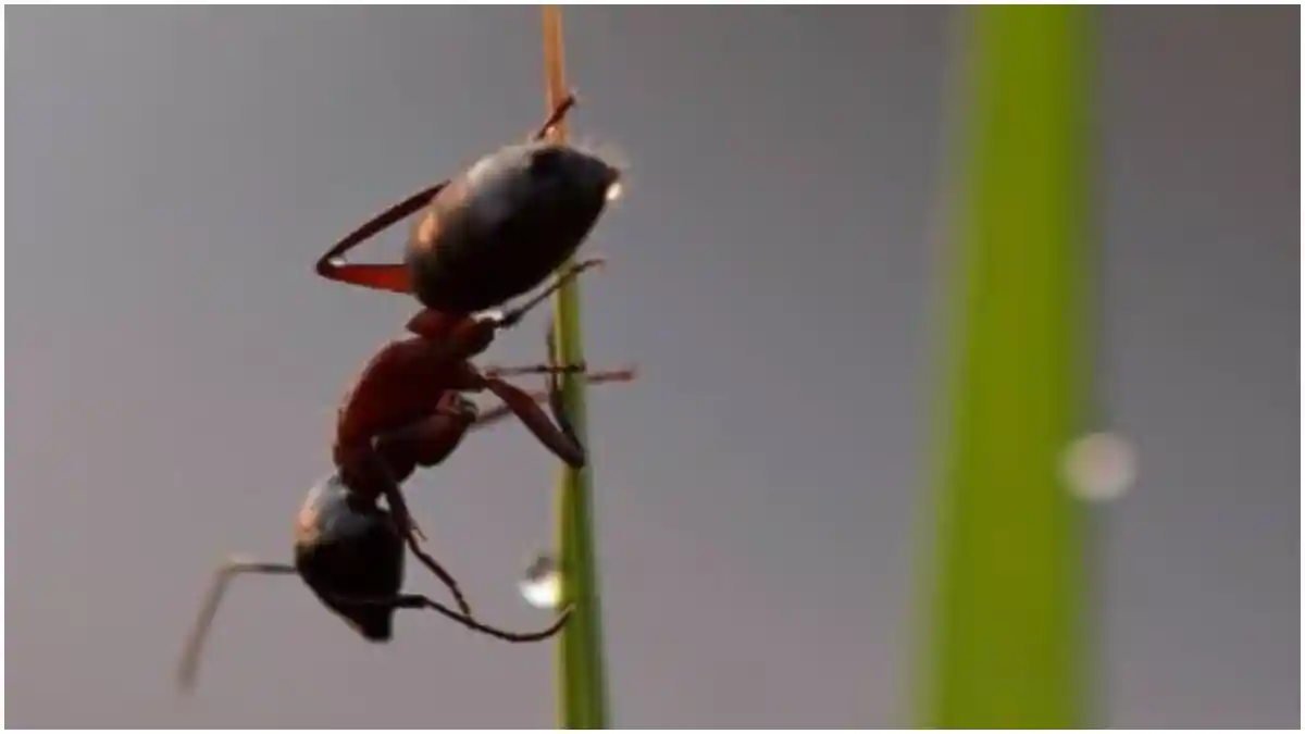 बरसात में चीटियों को भगाने के आसान और असरदार तरीके, आजमा कर देखिए