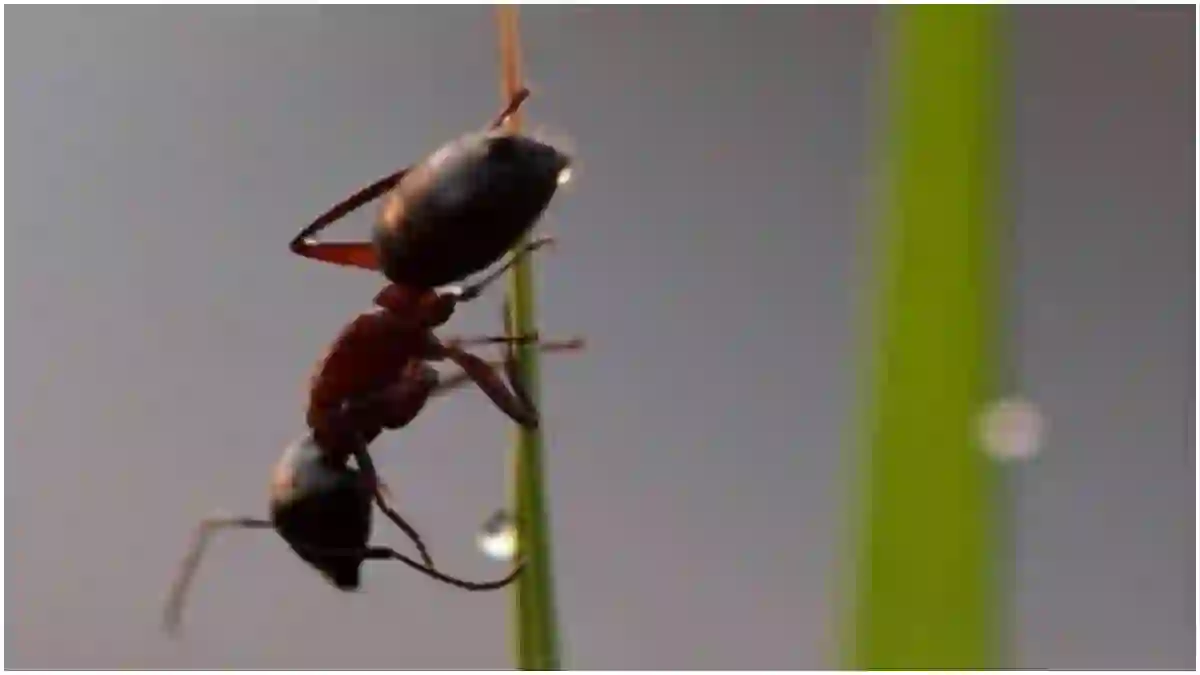 Ant of बरसात में चीटियों को भगाने के आसान और असरदार तरीके, आजमा कर देखिए